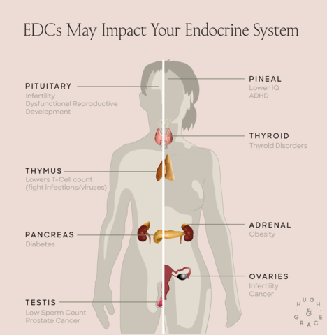 EDCs may impact your endocrine system
